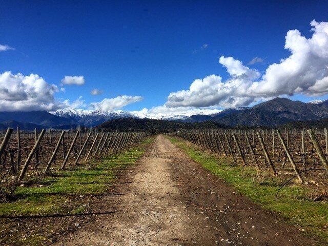 An unexpected new horizon.⁠
⁠
Chile being located in South America's western coast makes its wines uniquely good. Influenced by the cool breeze of the Pacific Ocean and the Andes Mountains make Chile develop diverse wine regions. ⁠
⁠
@lagarwines in C