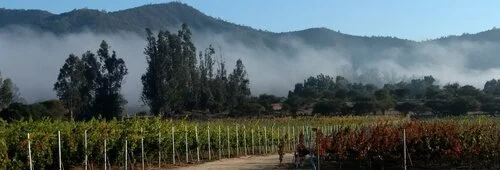 Coastal Climate Wines by 2020 Winemaker of the Year