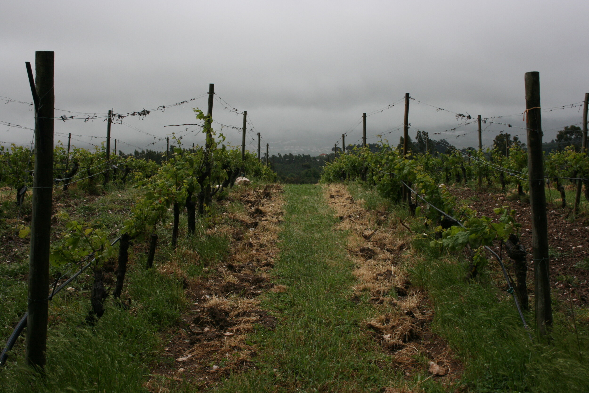 Wine Club: Portugal in a Bottle!