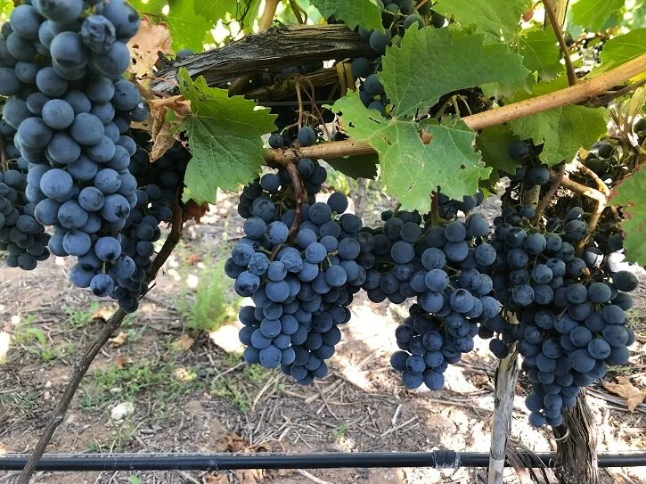 Wine Club: Classic Meets Modern Malbec!