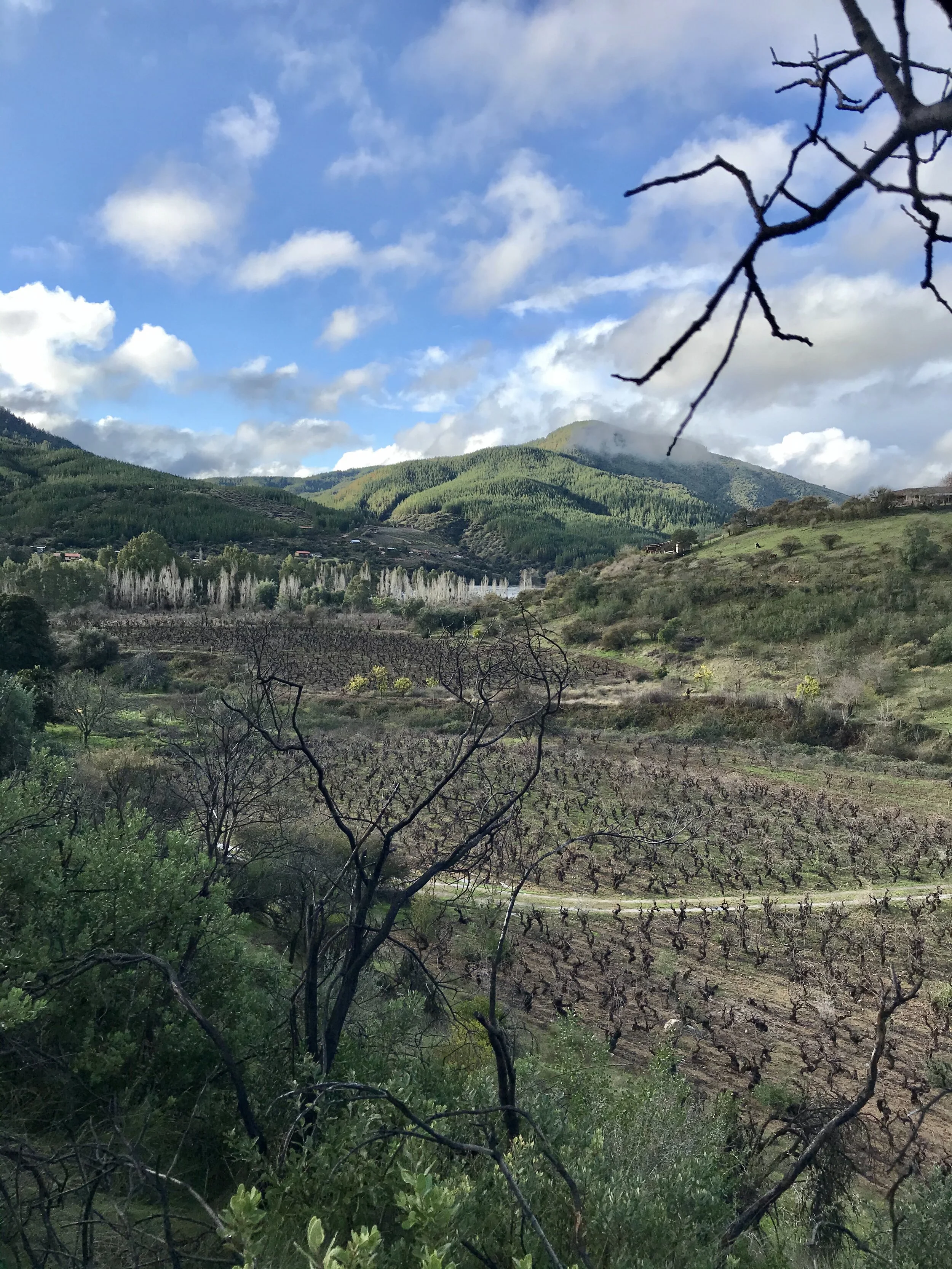 Viña González Bastías Wines