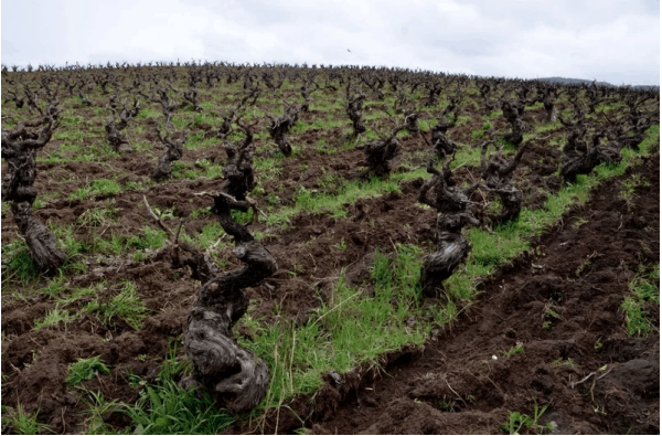 Wine Club: Itata, Home of Ancient Vines