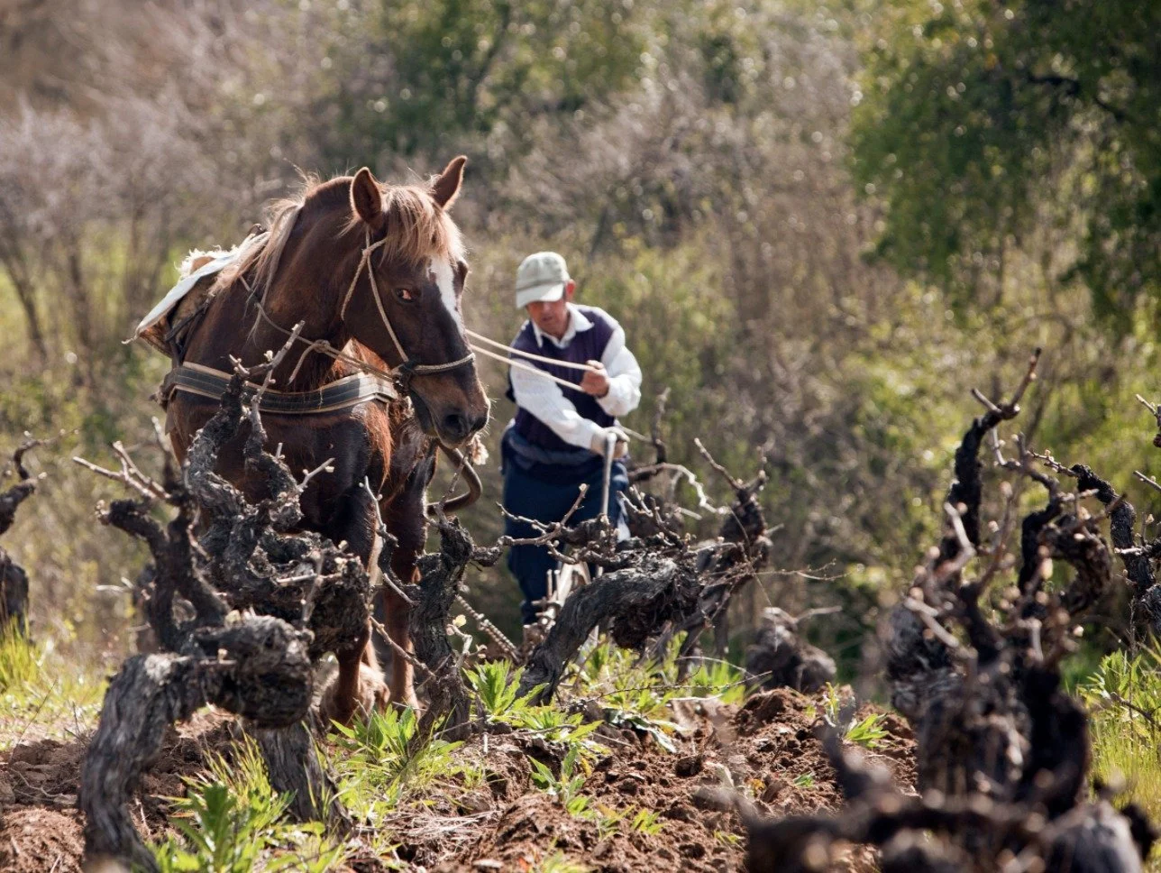 Patrimonial vineyards.jpg