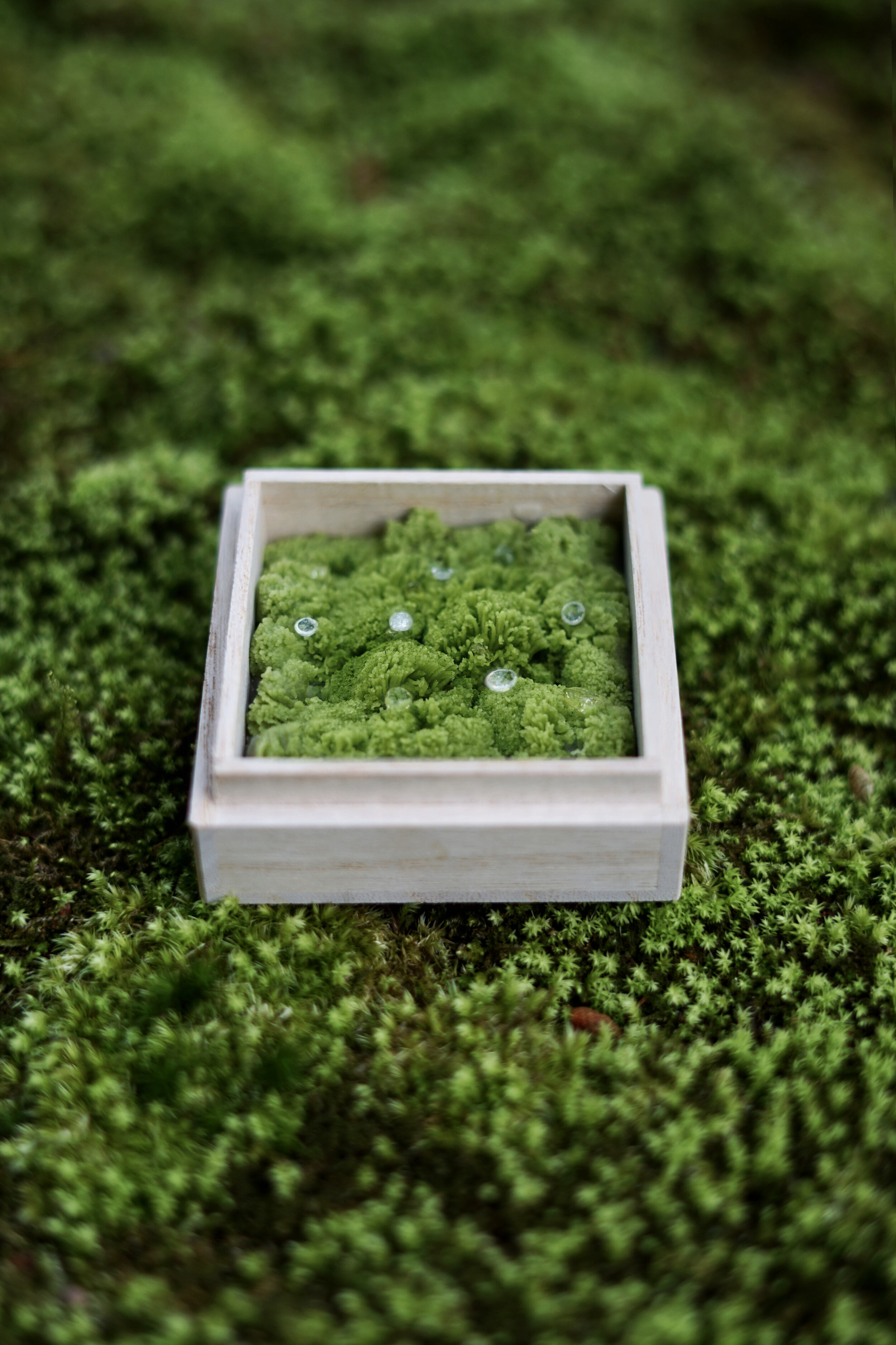 苔庭／Moss Garden