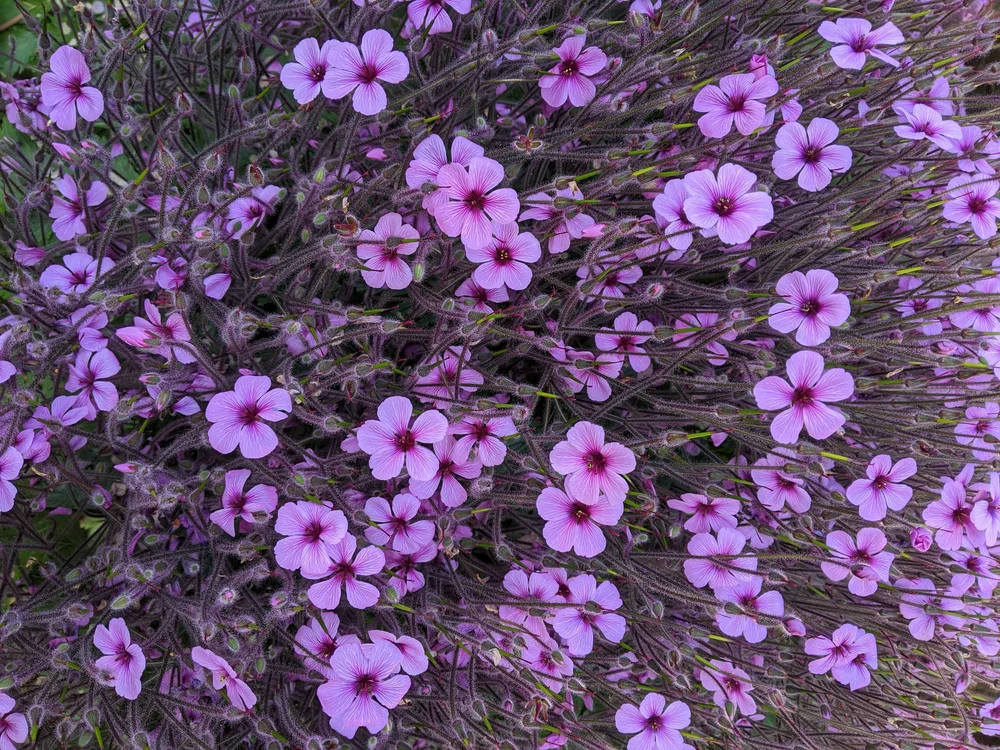 Contact Psychologist Dr. Shenoy for Counseling — Sunita Mehta Shenoy Ph.D.