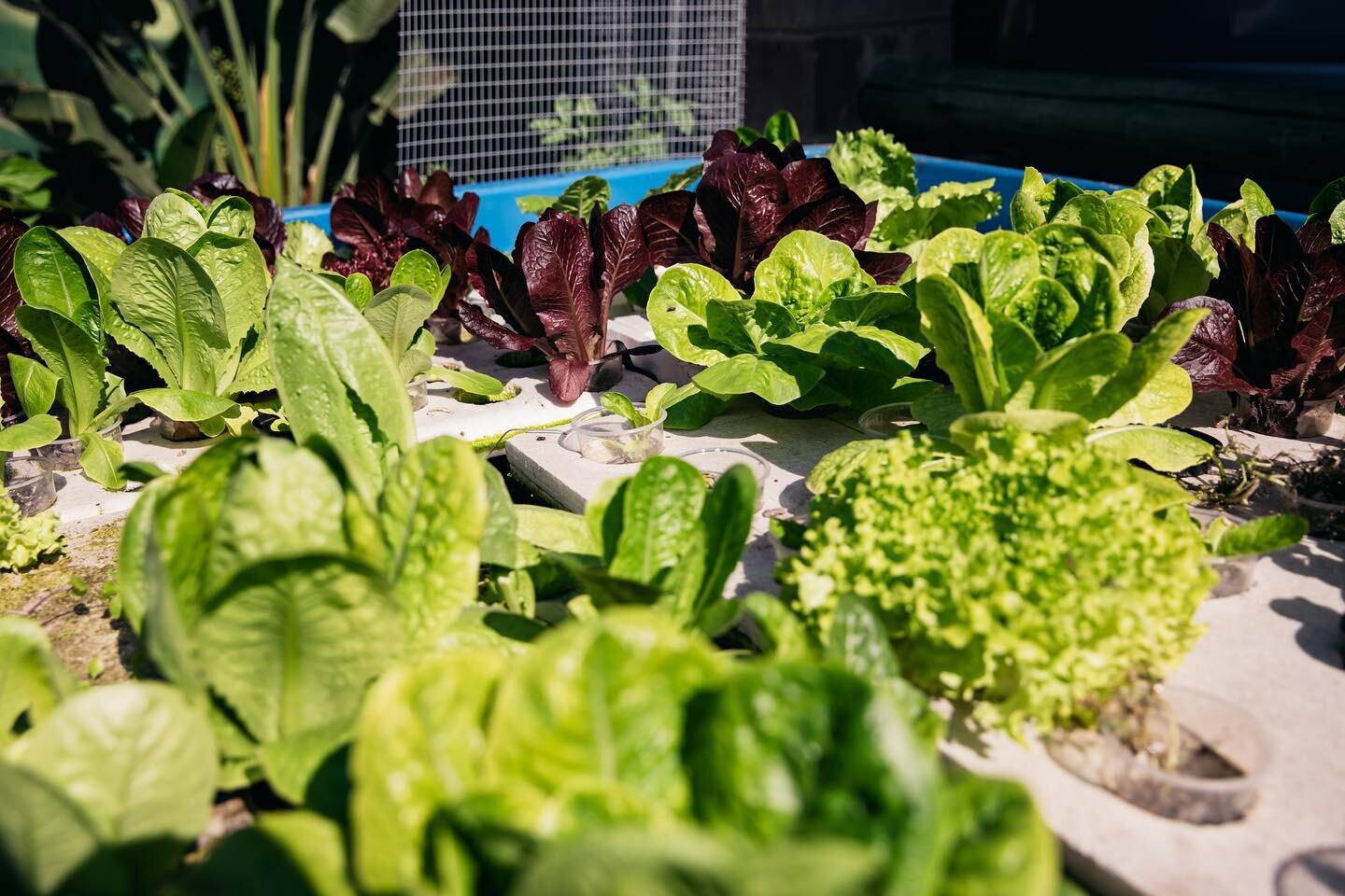 If you at a loose end today and looking for something to do, remember the Blue Roof Nursery and Cafe are open until 3pm. Come browse our wide selection of seedlings and fresh veggies and grab a cappuccino in our air conditioned cafe. 
.
.
#blueroofli