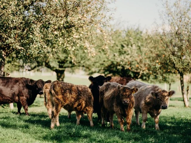 Backstage mit Slow Food Bern auf Kobels Hof in Kleinhöchstetten 