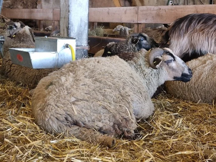 Besuch mit dem Convivium Basel bei Oberländer Schafen in Rüeggisberg