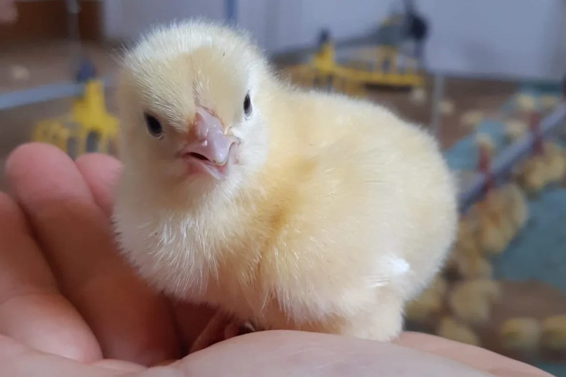 Neuer Amico: Hof am Stutz