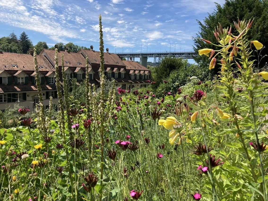 Neuer Amico: Stiftsgarten aus Bern
