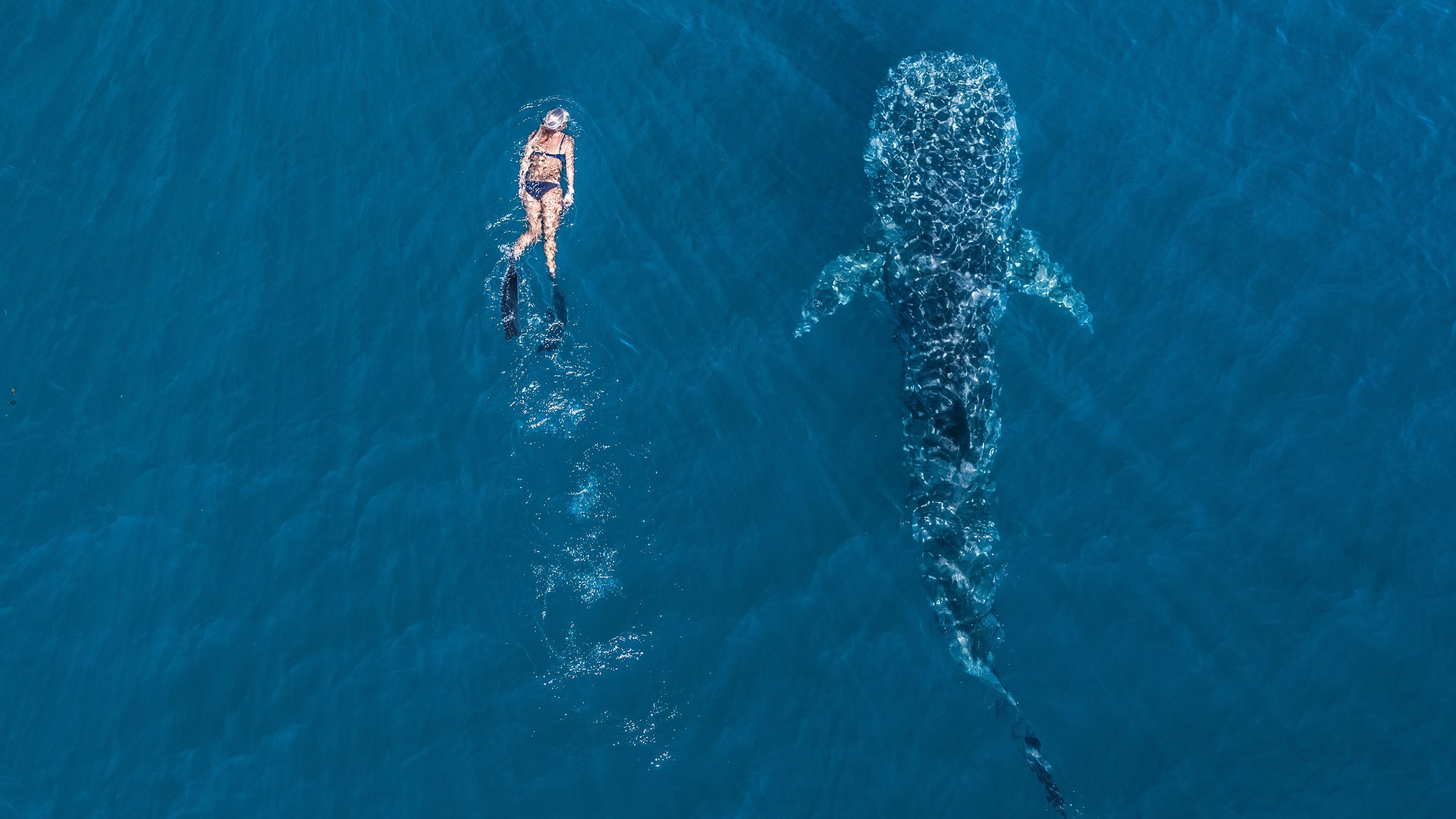 Whale shark swim, Australia's Coral Coast