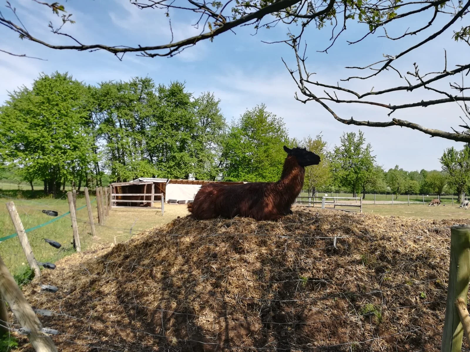 WhatsApp Image 2020-05-05 at 09.13.41.jpeg