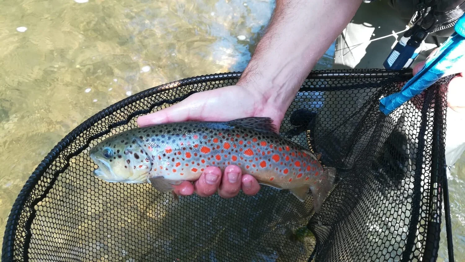  Beautiful and elusive Puccini trout. Florence, Italy. 