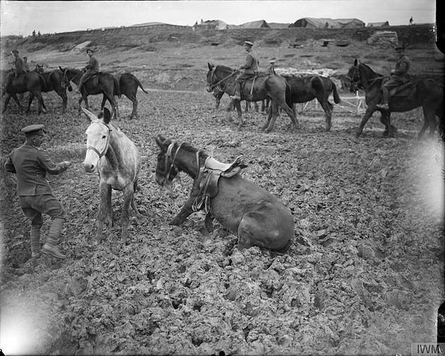 Cavalry horses in the mud