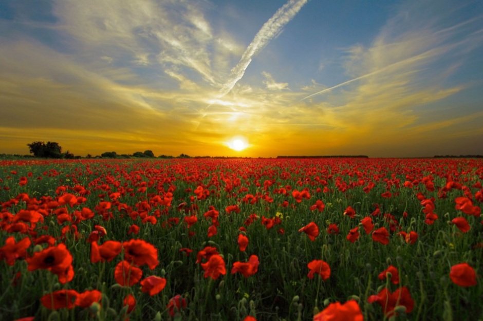 Image from a Remembrance website