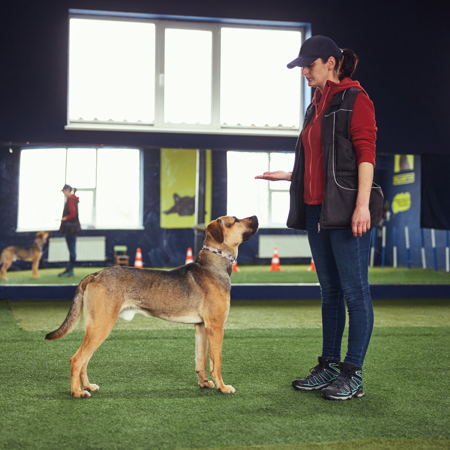 Digital Marketing For Dog Trainer