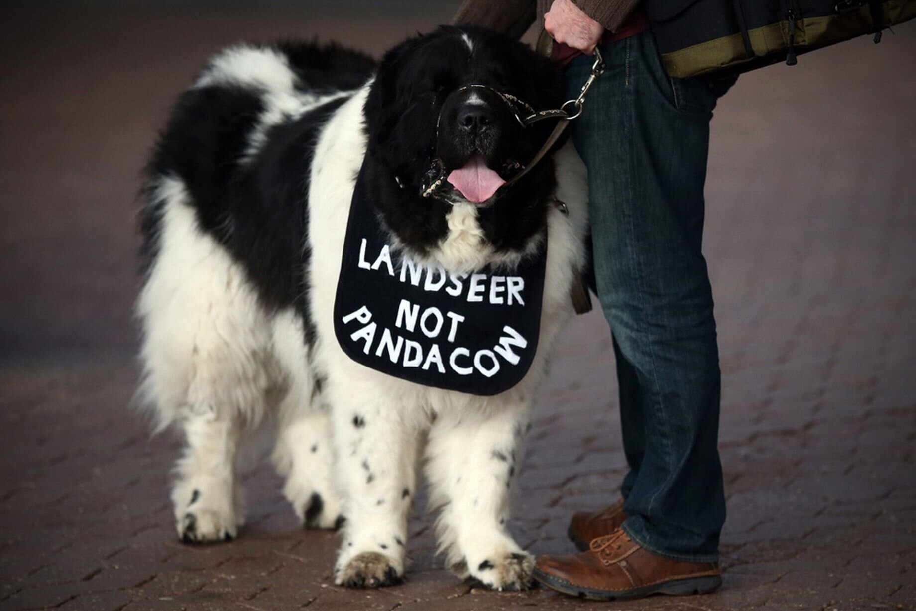 A-Landseer-arrives-on-the-first-day-of-Crufts-dog-show (1).jpg