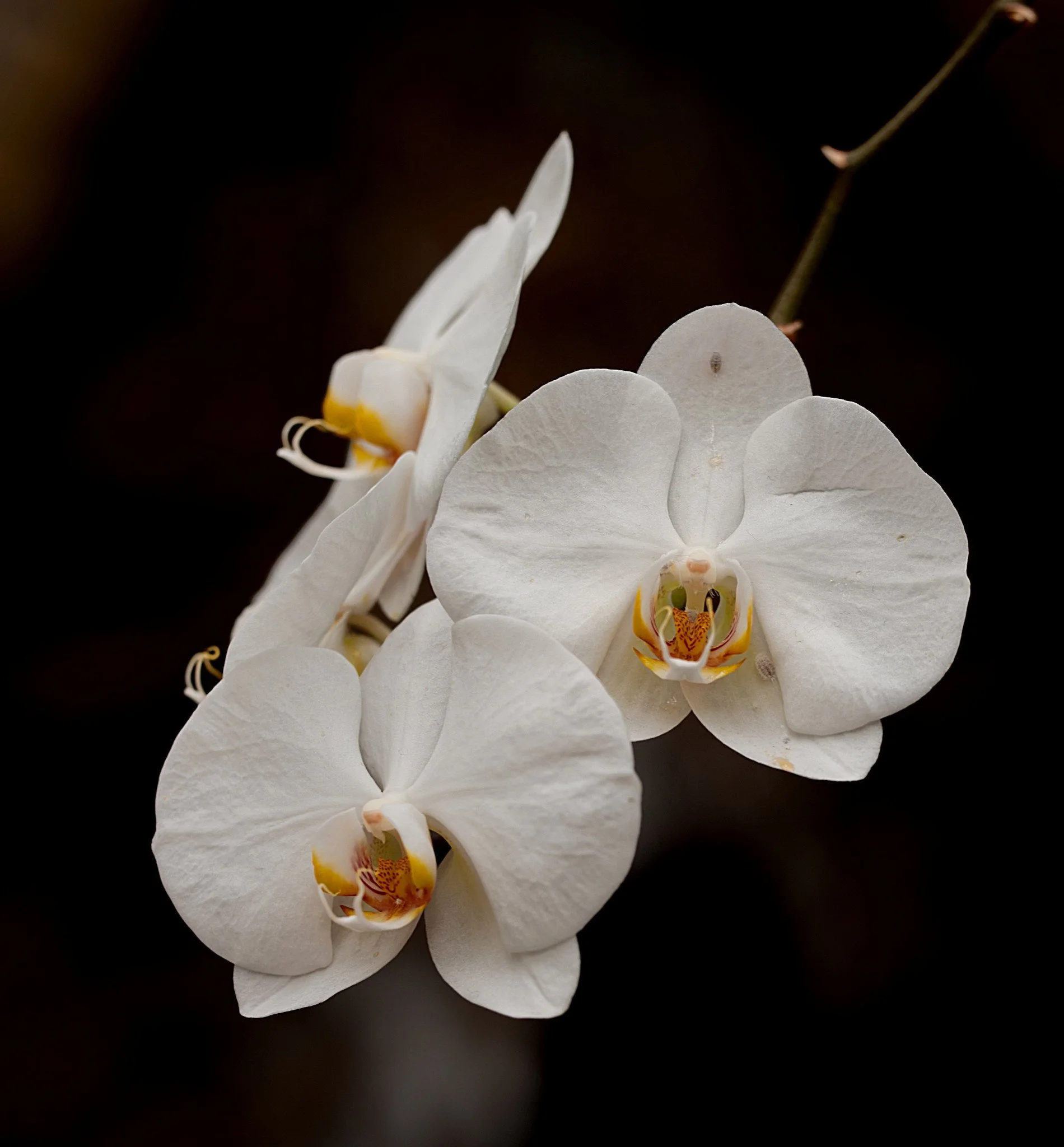 _DSC0090-Edit.jpg