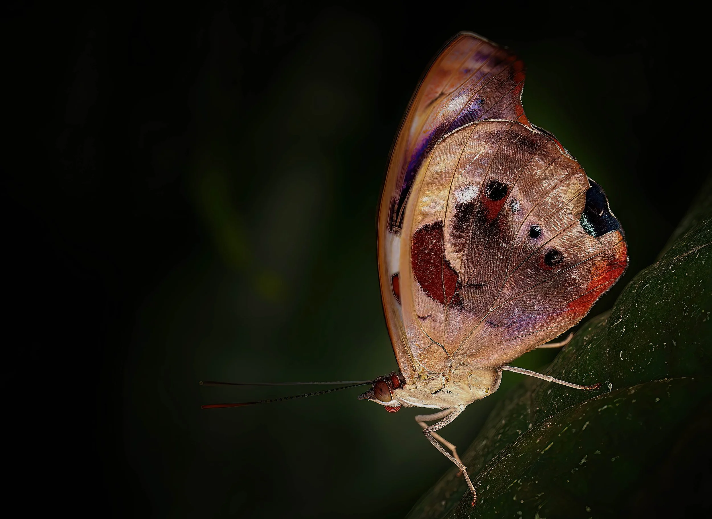 6929681597_cb66c9c856_o-DeNoiseAI-low-light-Edit-Edit.jpg