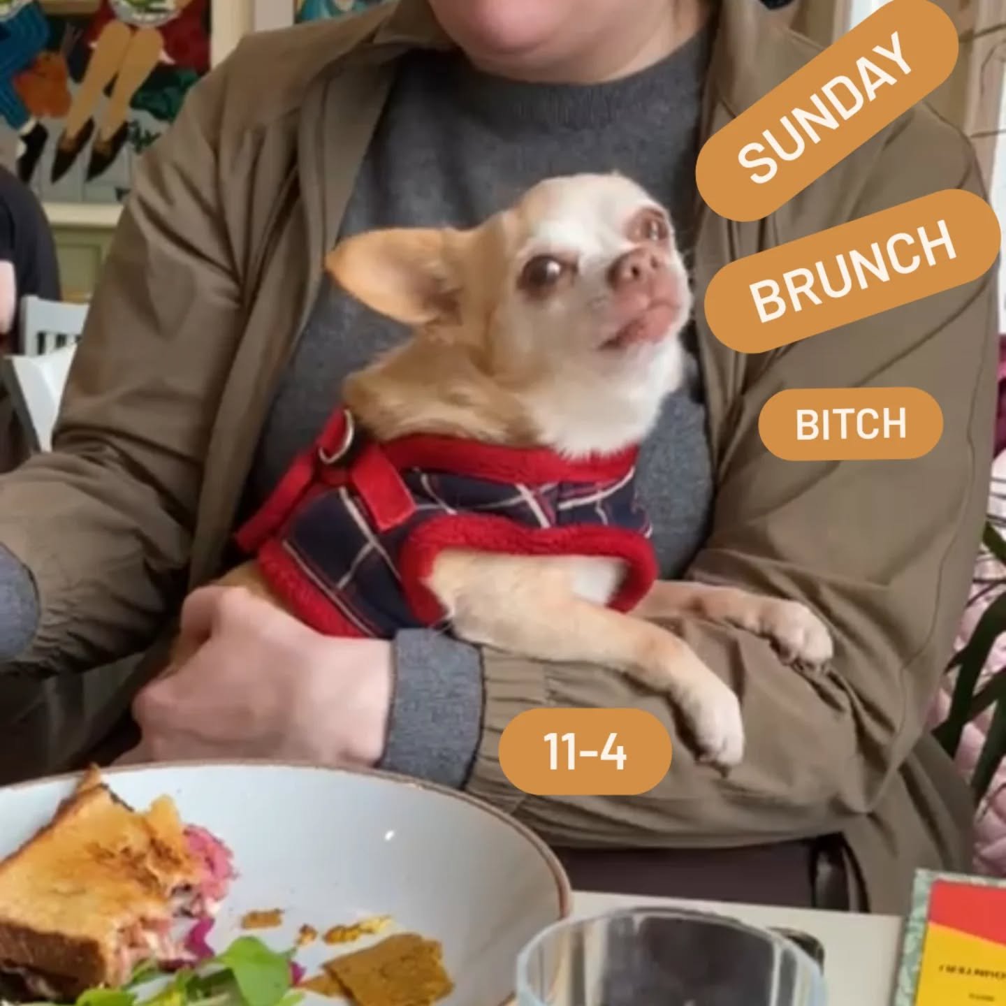 If you think that you may be able to handle this level of adorable,  then you should definitely come to My Goodness brunch. 11-4 @quaycoopcork #vegan #glutenfree #veganeggs #cutechiuahua #miloforever