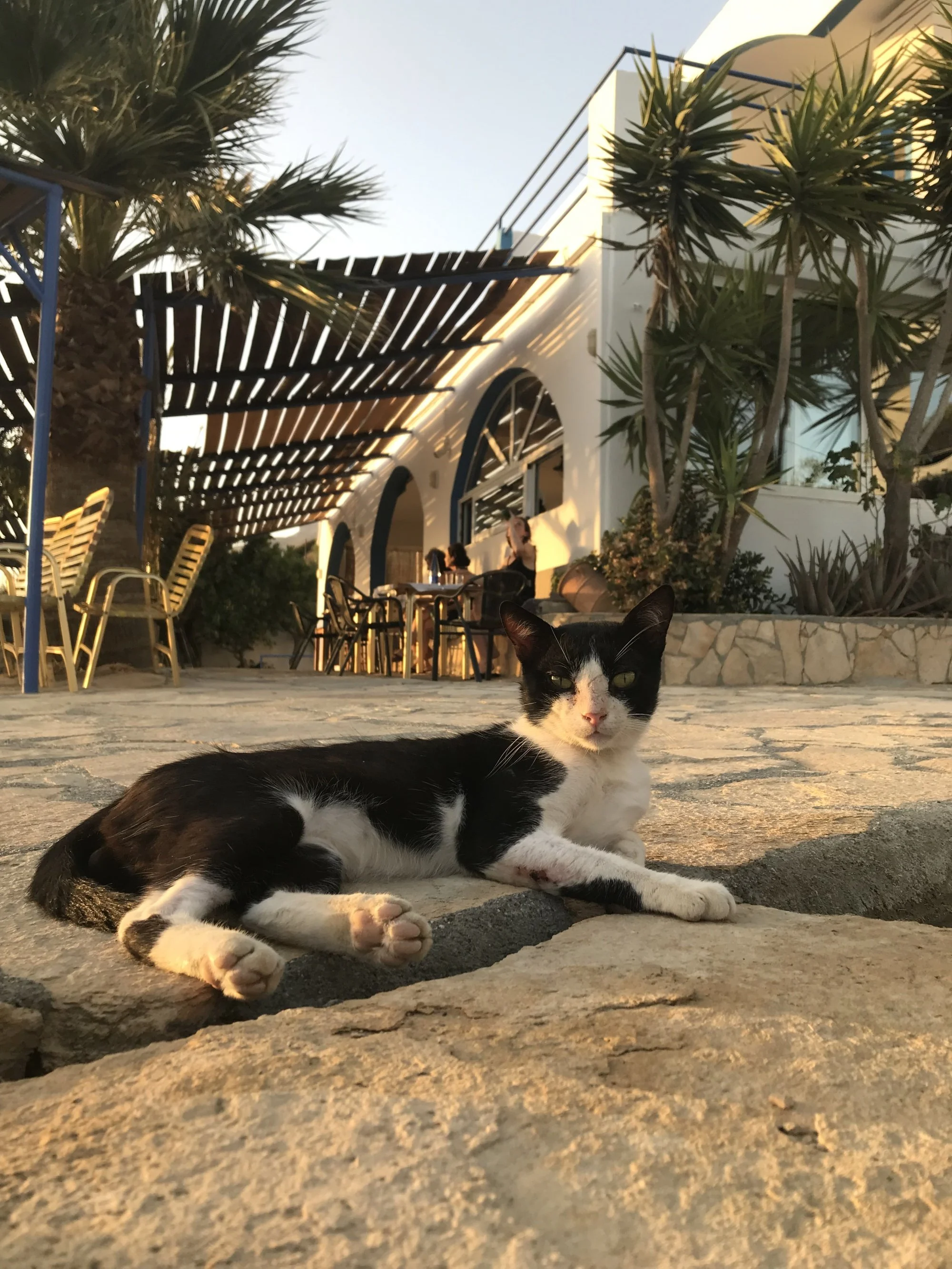 crete-cat.jpg