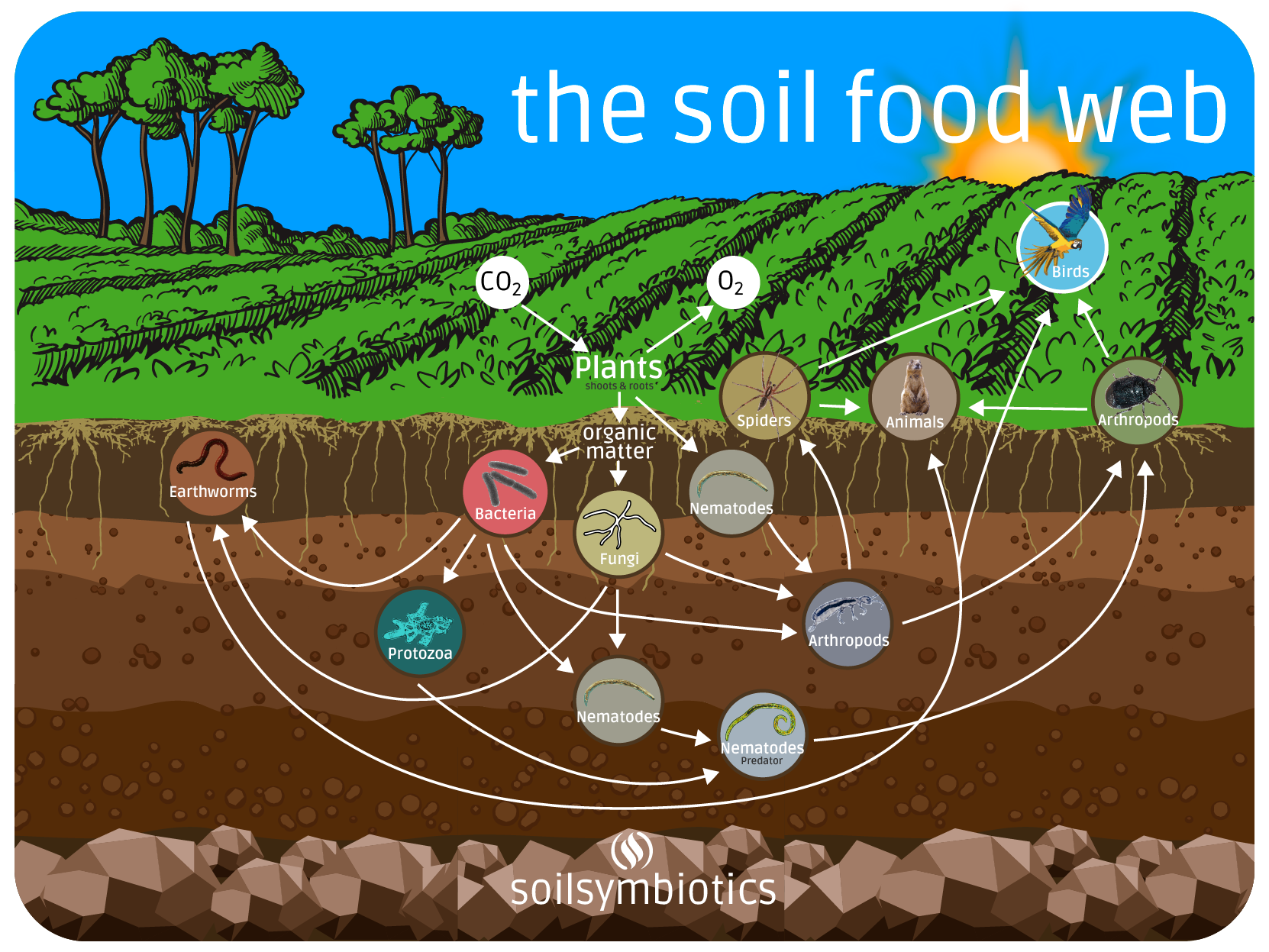 soil-food-web_mockup_02.png