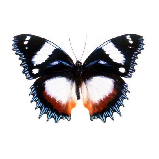 vlinder - Hypolimnas dexithea.jpeg
