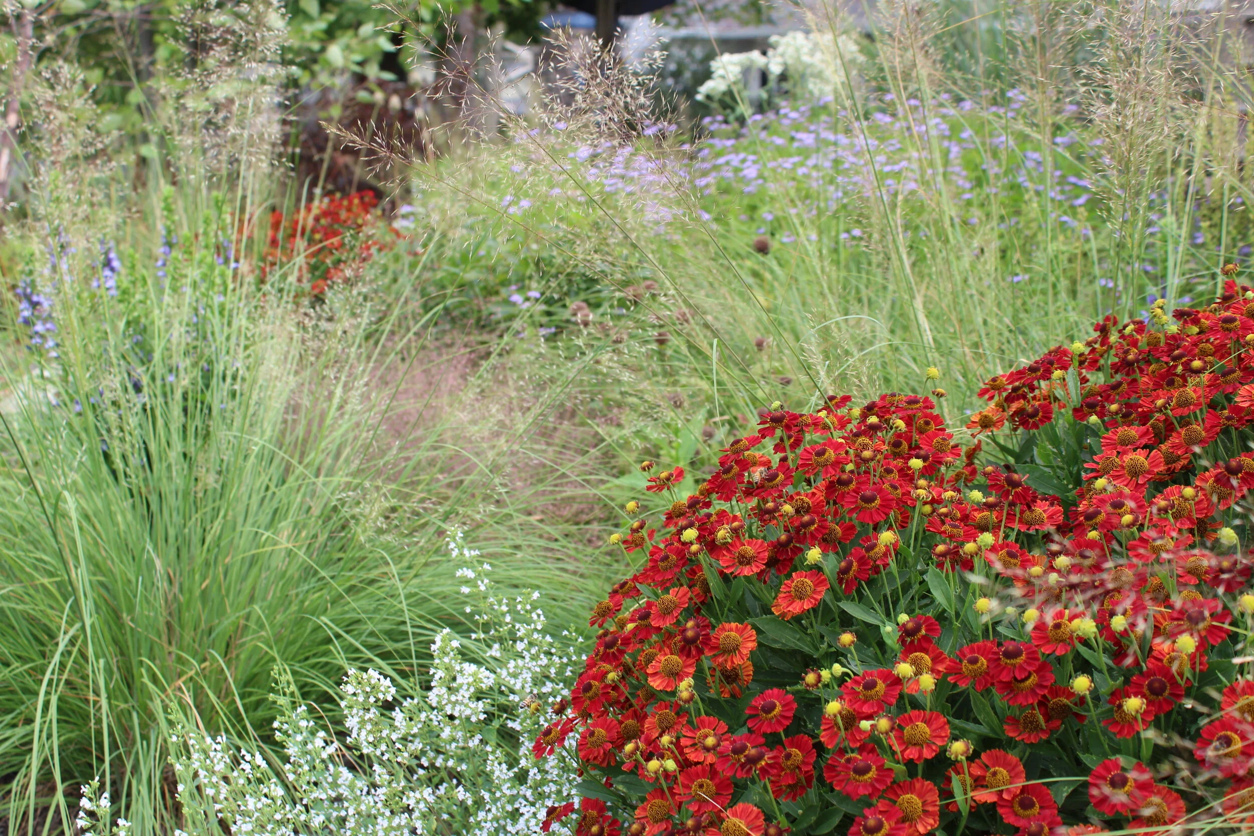 Helenium 'Salsa'.JPG
