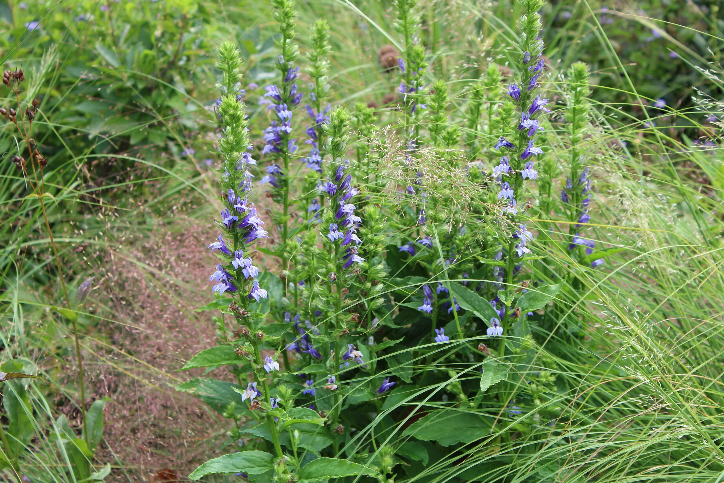 Lobelia siphilitica.JPG
