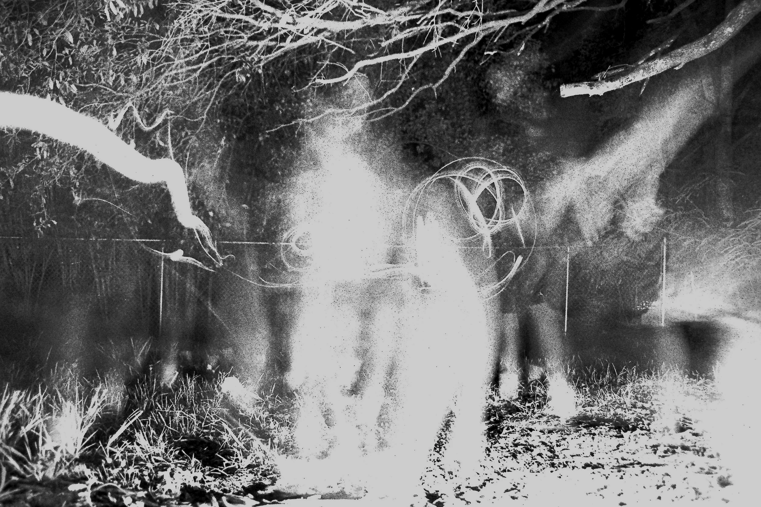Tallahassee+Dude+Ranch+Light+Experiment+75.png