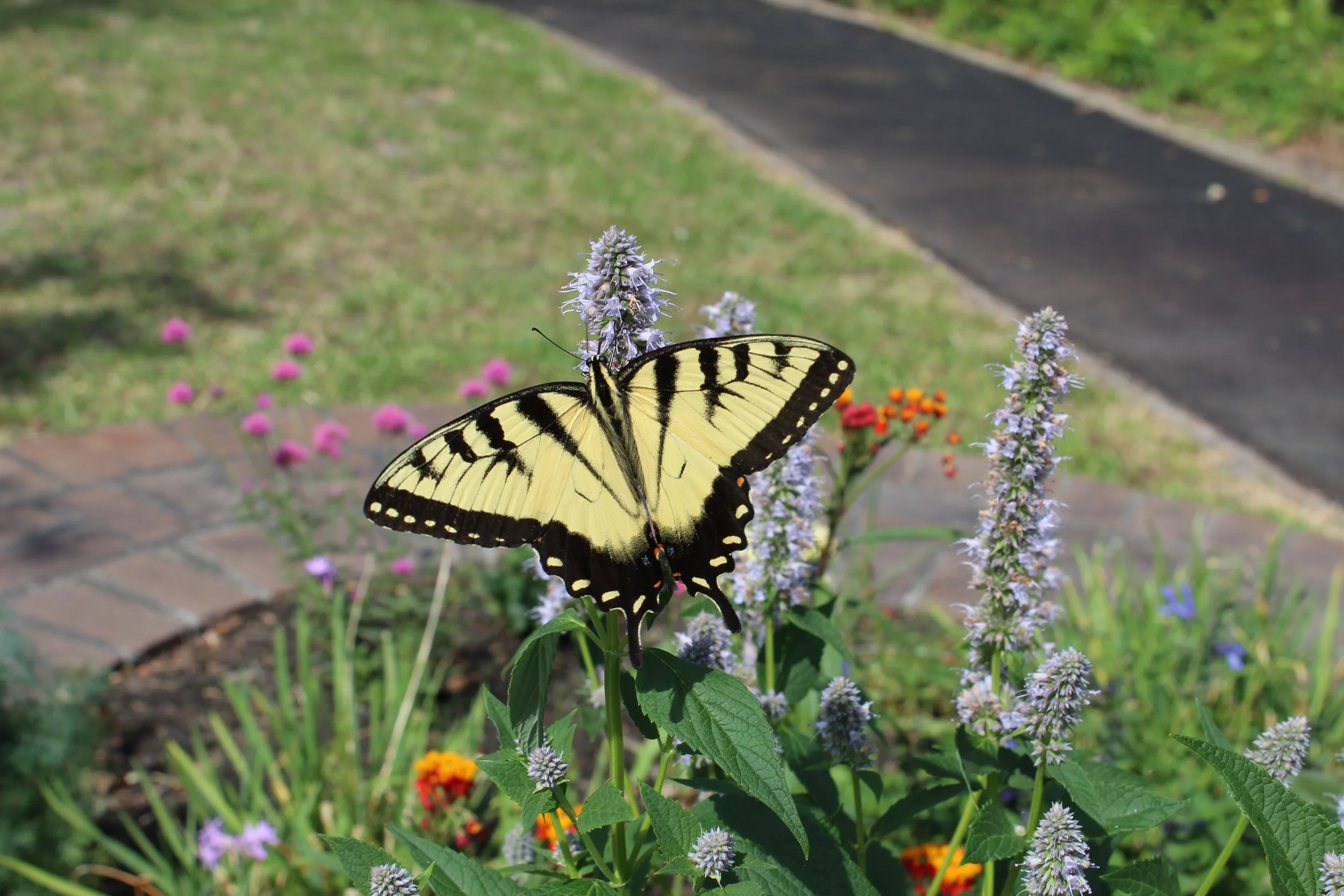 Emma Richardson: The Butterfly Effect