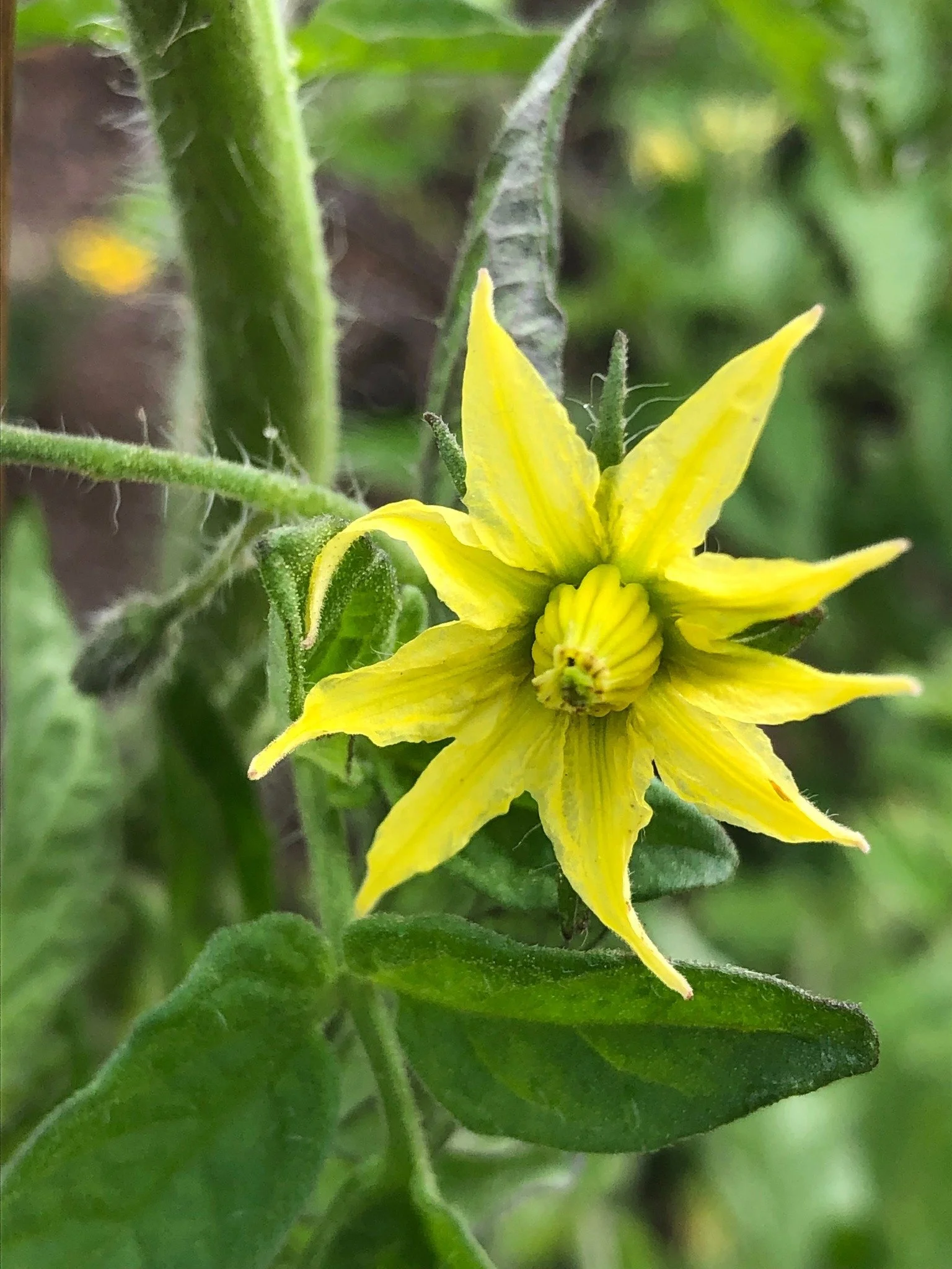 Hannah Nathe: A Garden Bug’s Life