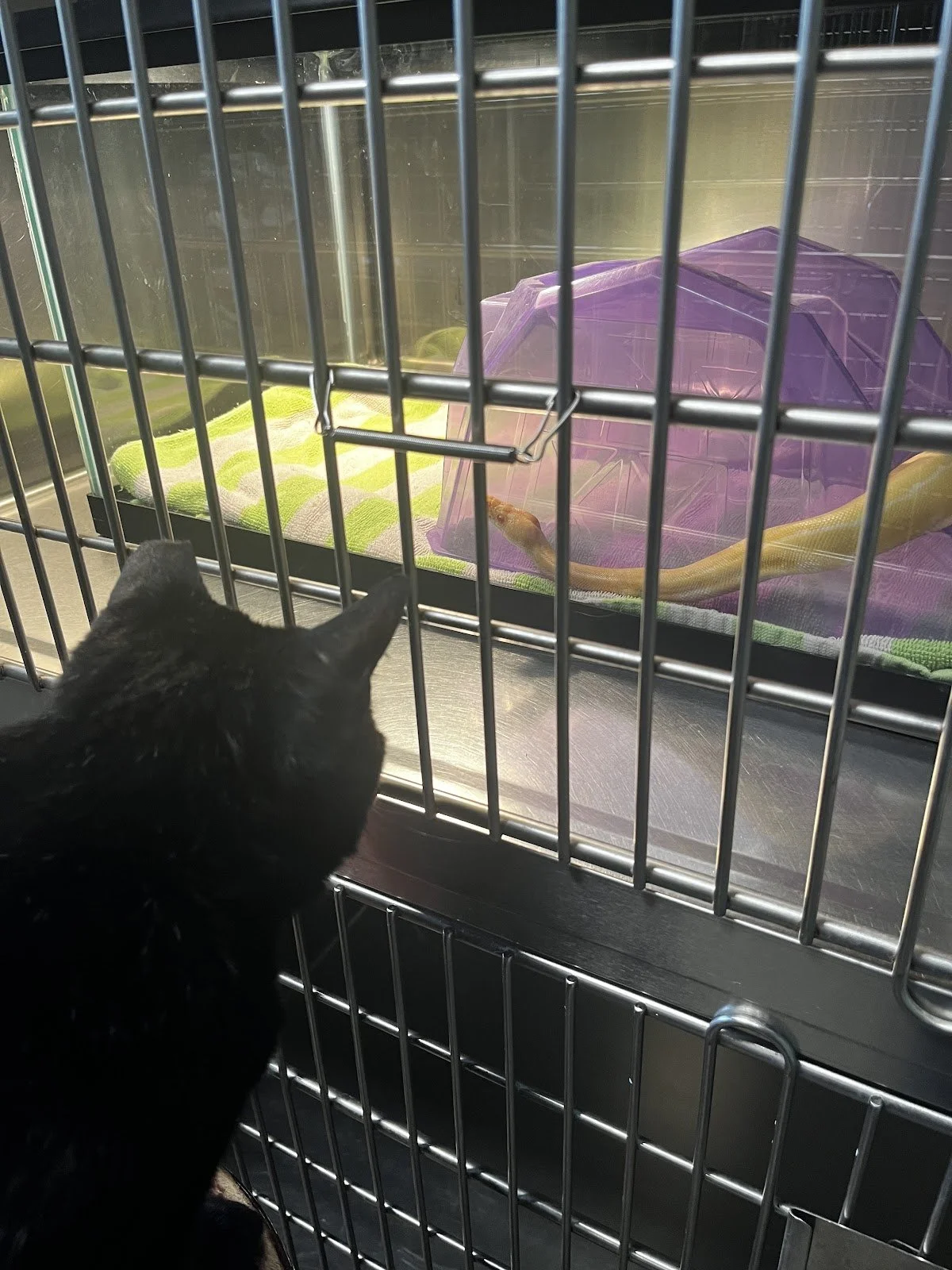 Lilly Atkins: The Trolley Problem in Veterinary Medicine 