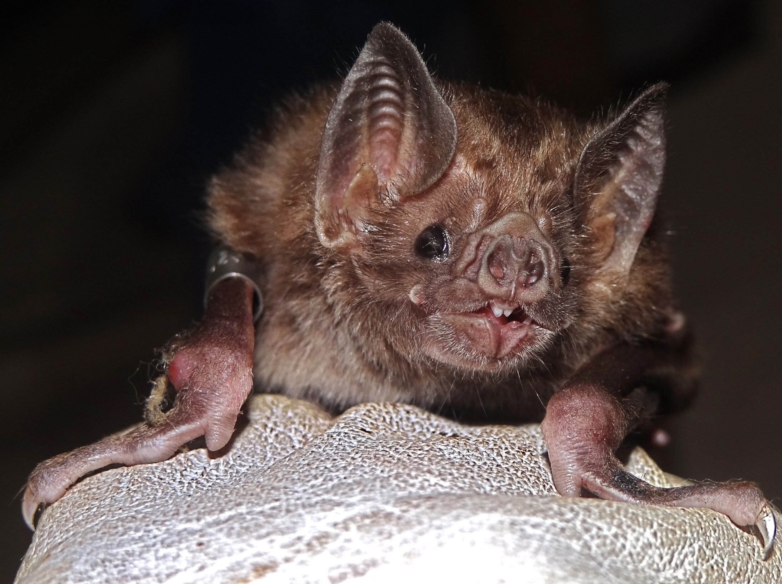 A vampire bat