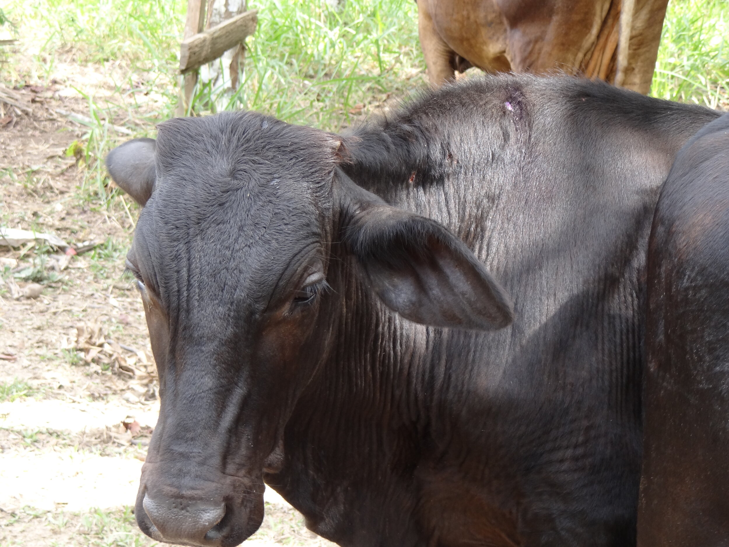 A cow which has been bitten by vampire bats