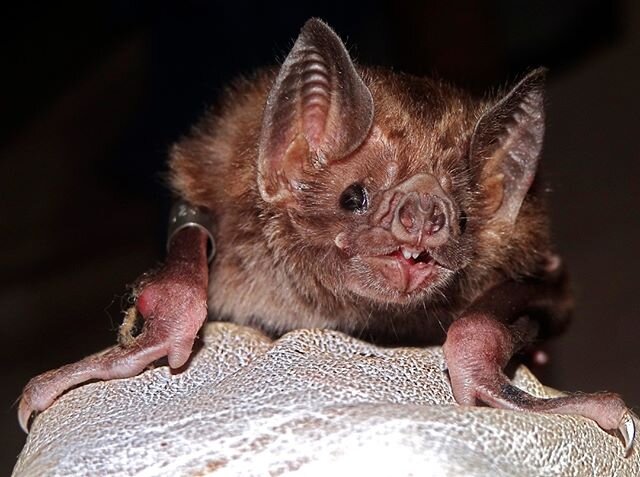 🎧 New Episode 🧛&zwj;♂️ VELCOME to Blood-Sucking Science, where we explore the science surrounding Dracula!

How do vampire bats 🦇(pictured) find prey and survive by drinking blood? Why do we love watching horror films and vampire shows? And CAN sc