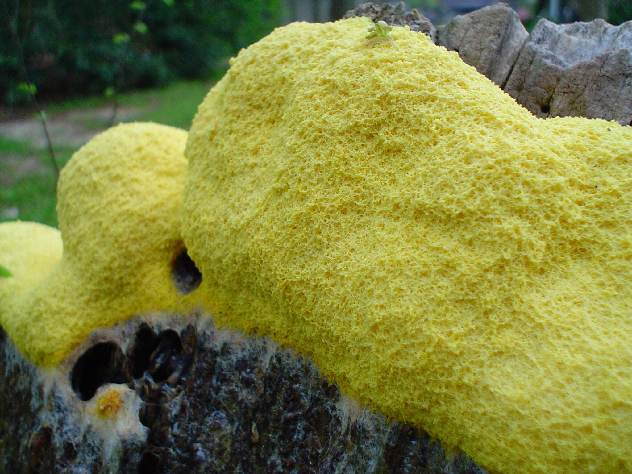 Yellow_Slime_Mold.jpg