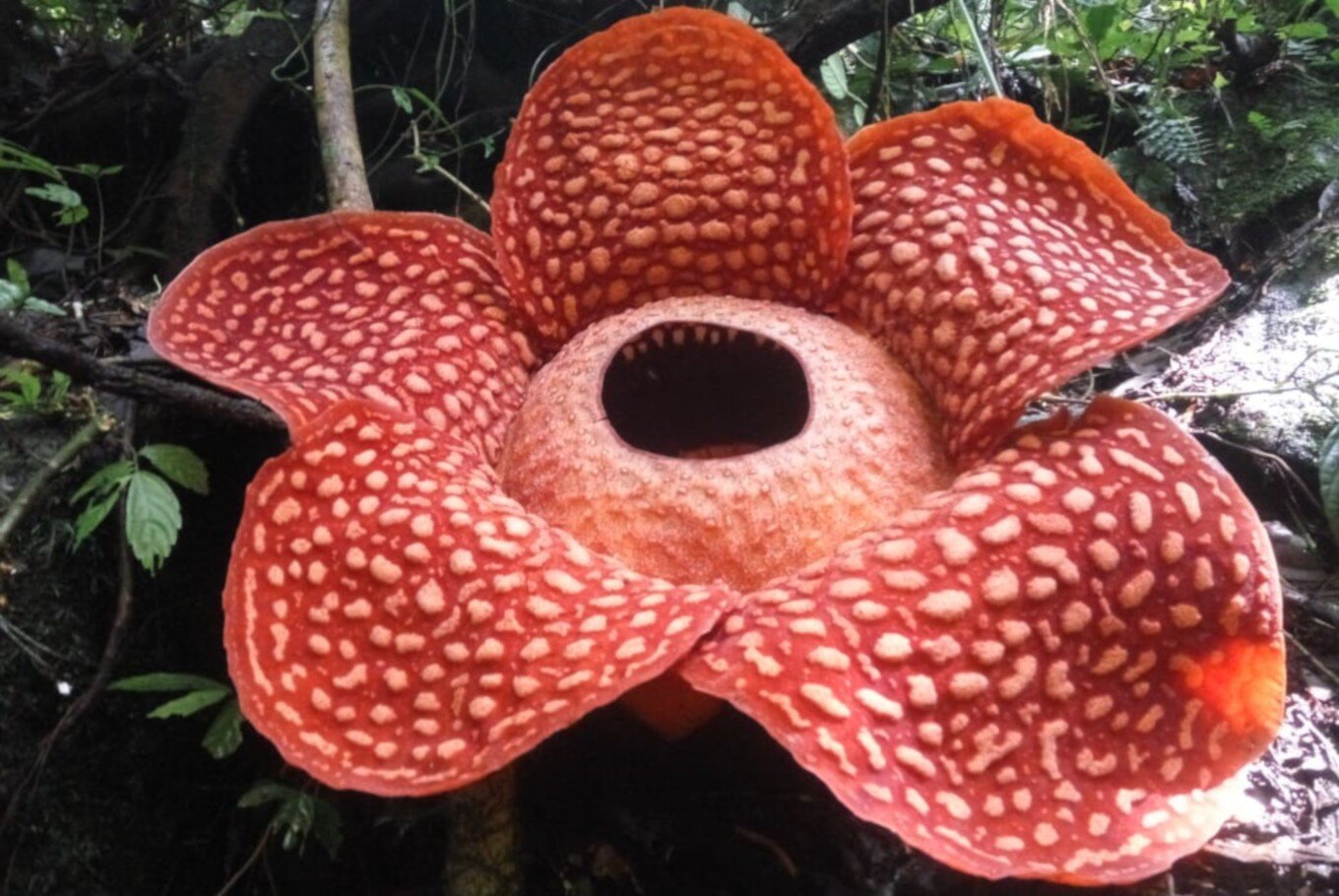 Rafflesia.jpg
