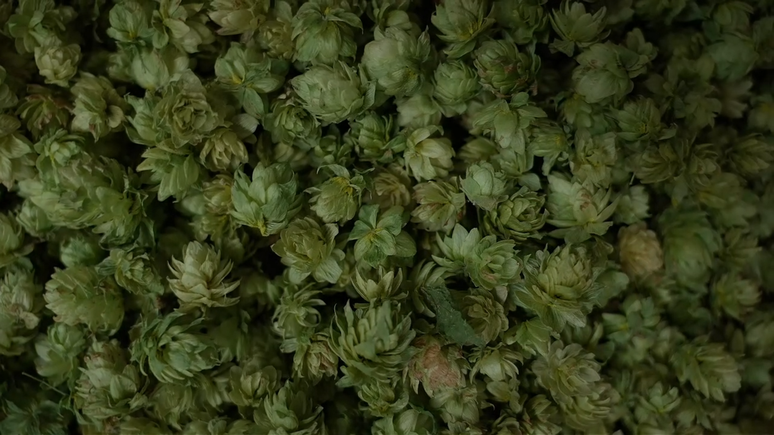 hops.png