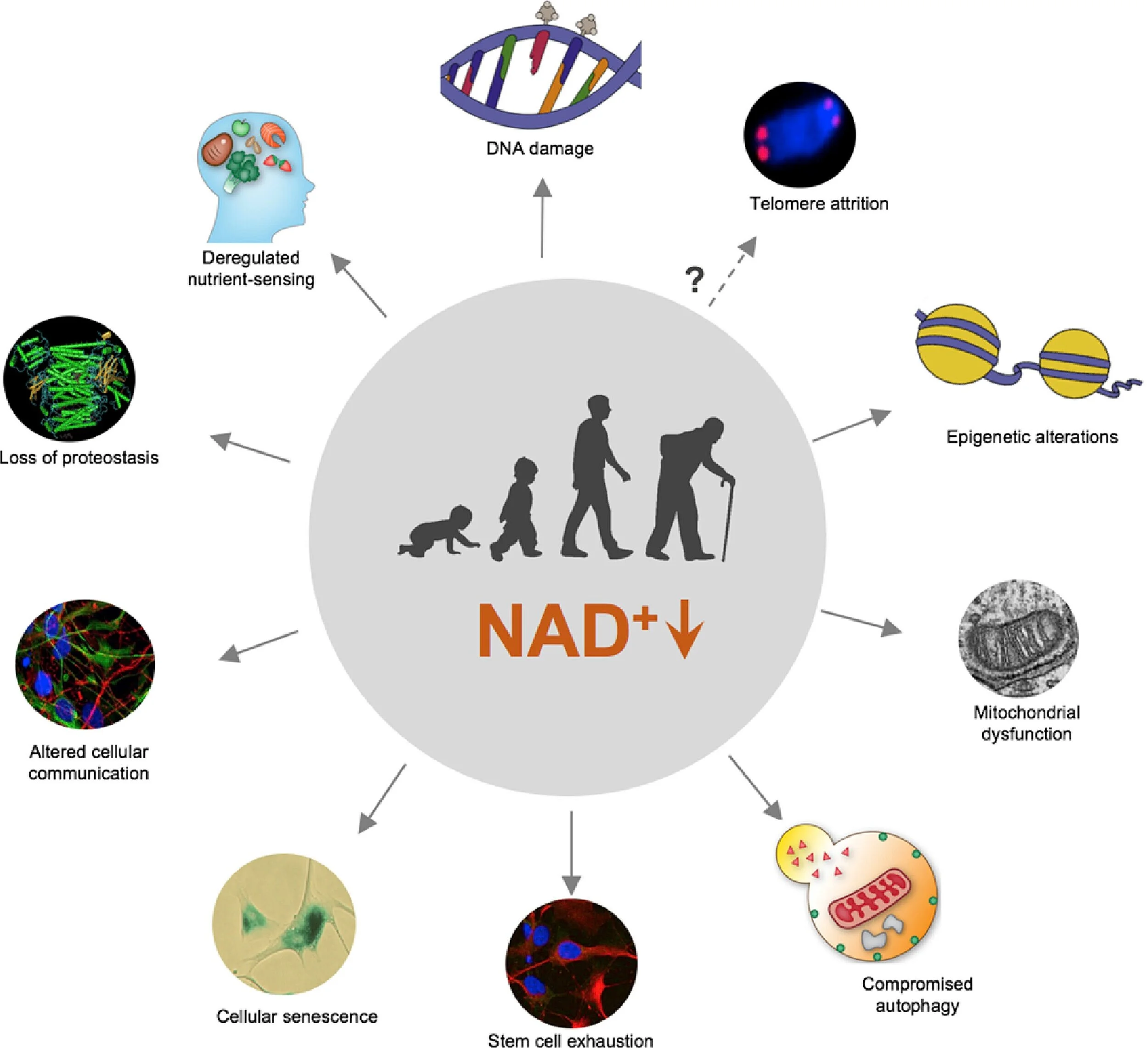 NAD+-+Aging+-+Biological+Functions.jpg