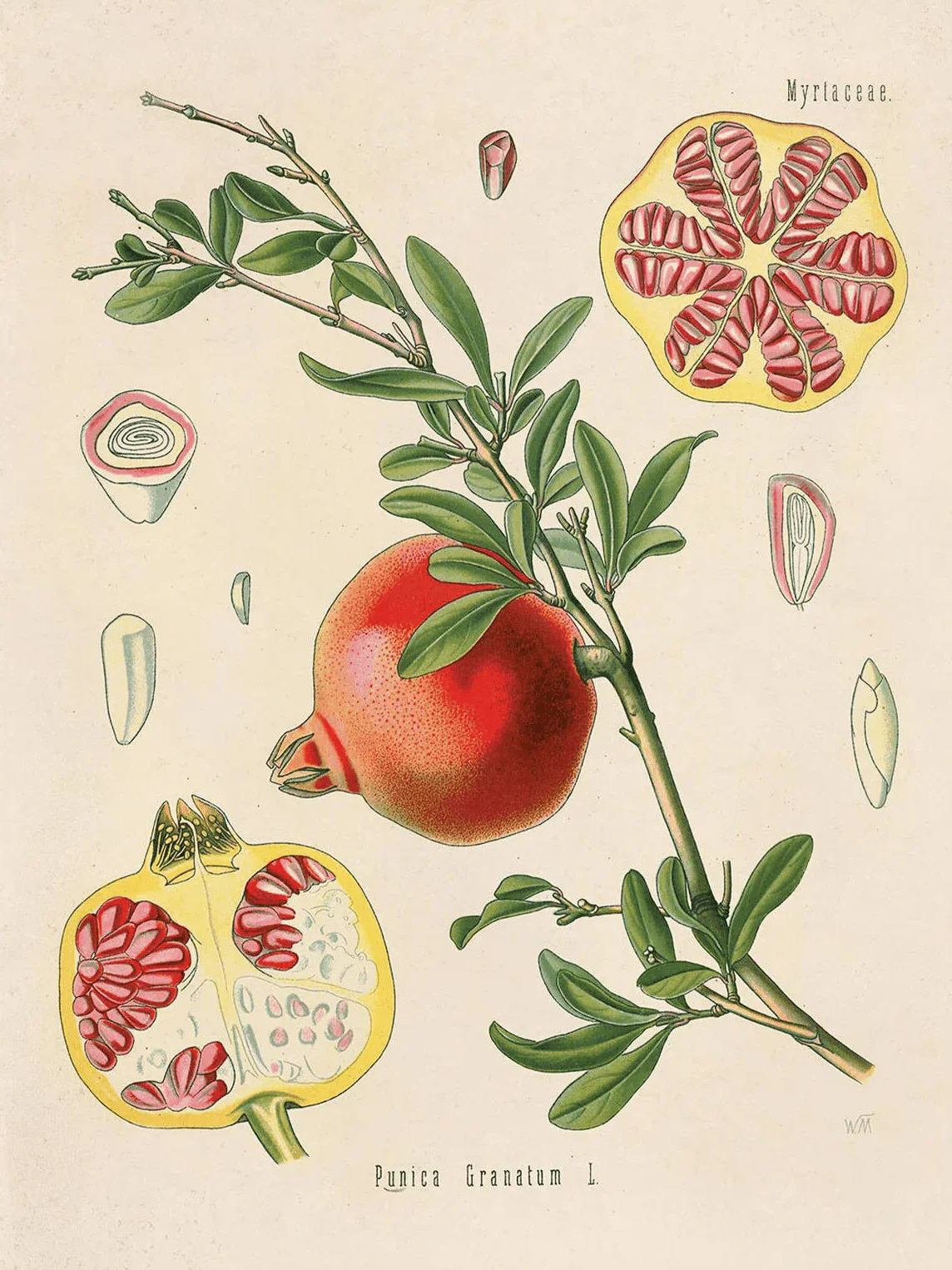curious-prints-giclee-print-11x14-unframed-vintage-botanical-pomegranate-fruit-print-40670460477761.webp