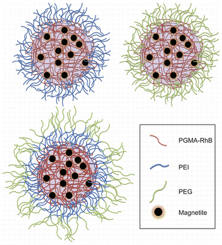 PGMA NP brushes-cell interaction-nanoparticles-drug delivery-cell uptake.gif