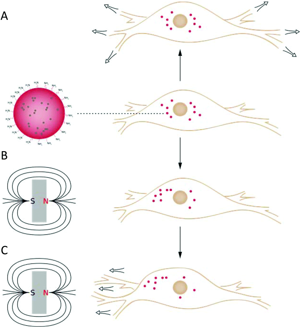 nanoscale-magnetic nanoparticles-magnetotaxis-moving cells.gif