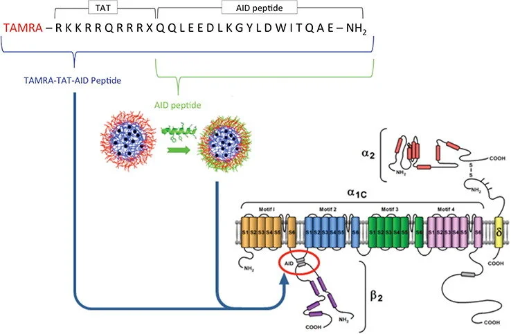 AID-pep-nanoparticle delivery-cardiac ischemia reperfusion-drug delivery.jpeg