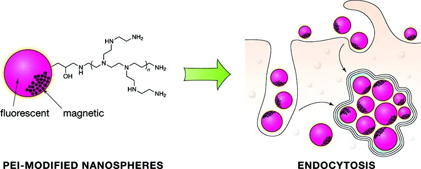 ACSNano-multifunctional nanoparticles-cell uptake-drug delivery-imaging-magnetic.jpeg