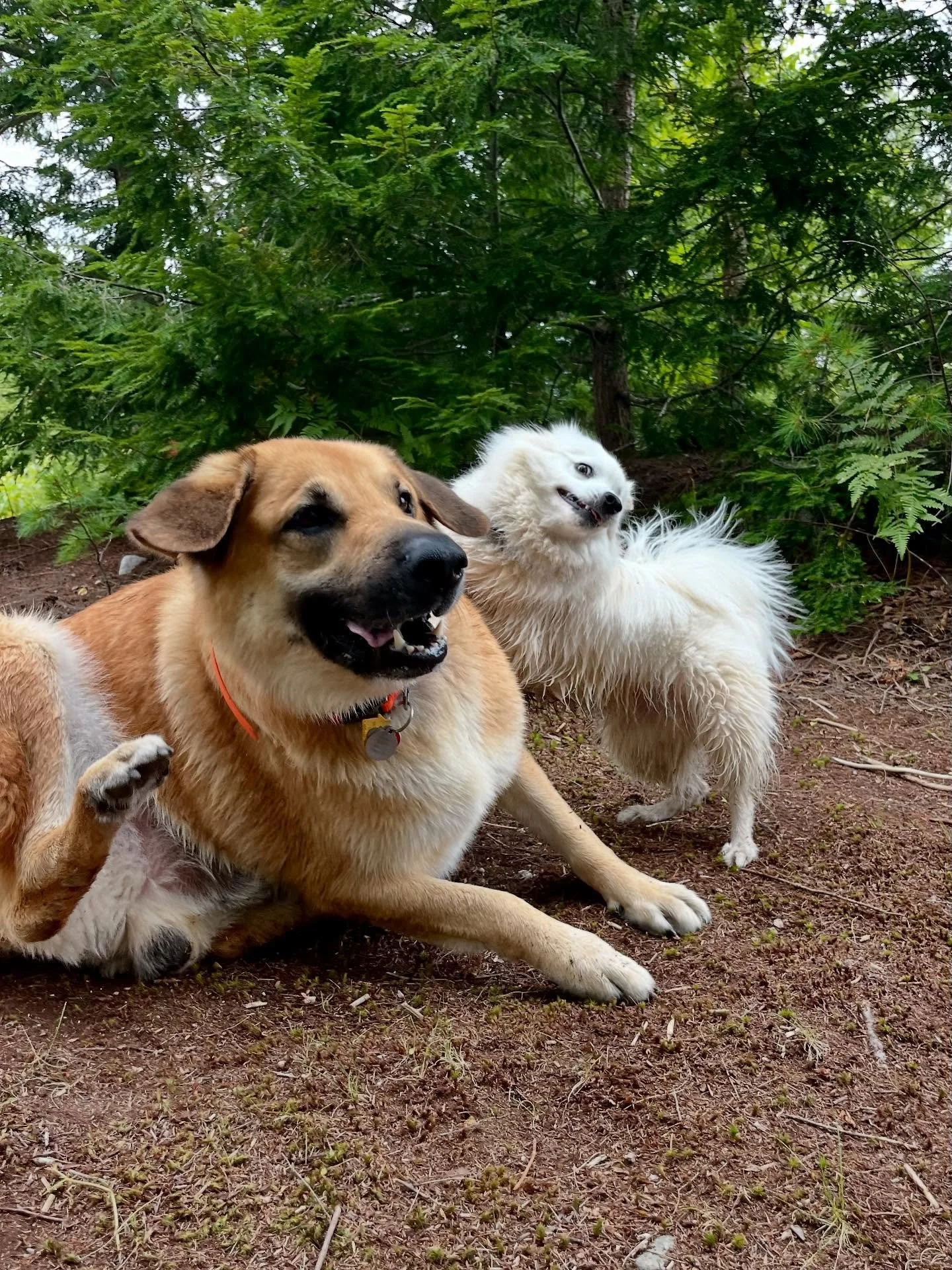 Buncha wild dogs today!