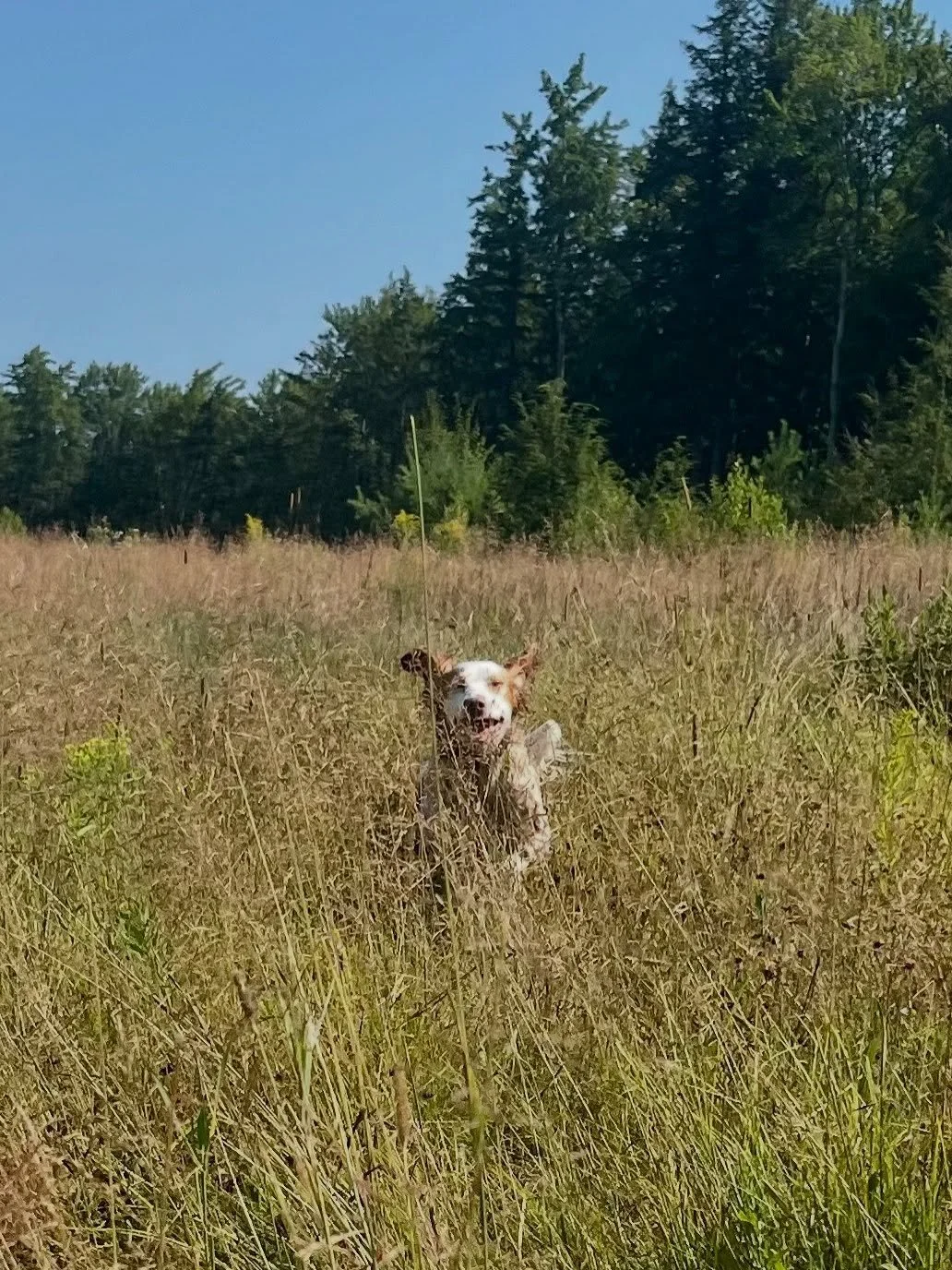 Today was Maple Run Dog Camp&rsquo;s first adventure with a paper wasp nest!! Some stings were doled out but luckily everyone was fine and we had some fun in the sun ☀️