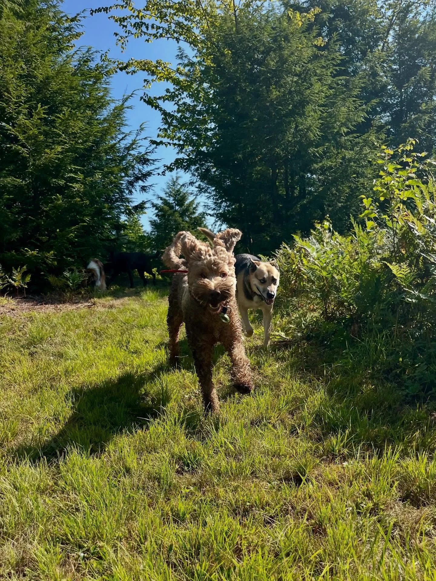 Happy pups!