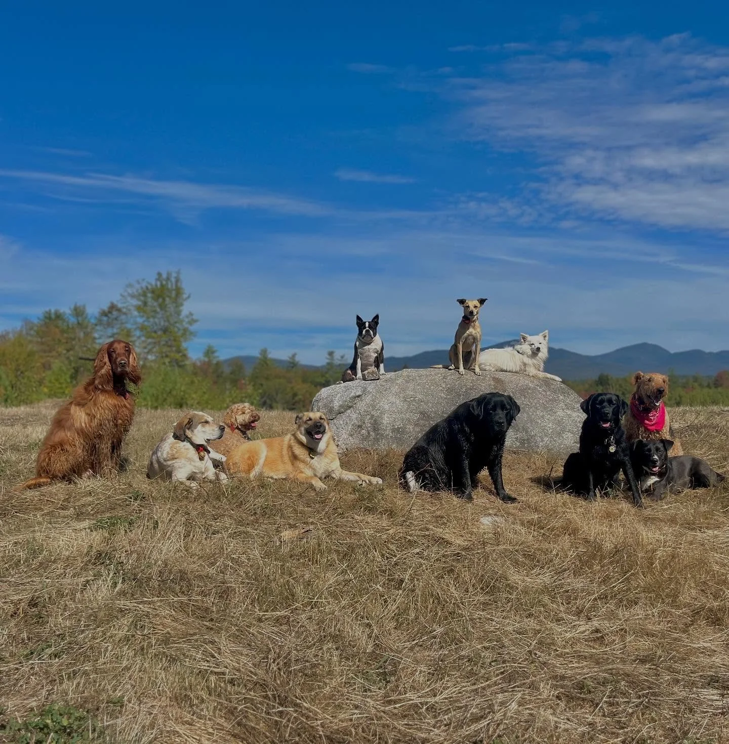 Now that the bugs aren&rsquo;t harassing us, I&rsquo;m having the dogs practice more sit stays.  It&rsquo;s super helpful for them to improve their impulse control and learn that being around other dogs doesn&rsquo;t always mean playing hard and bein