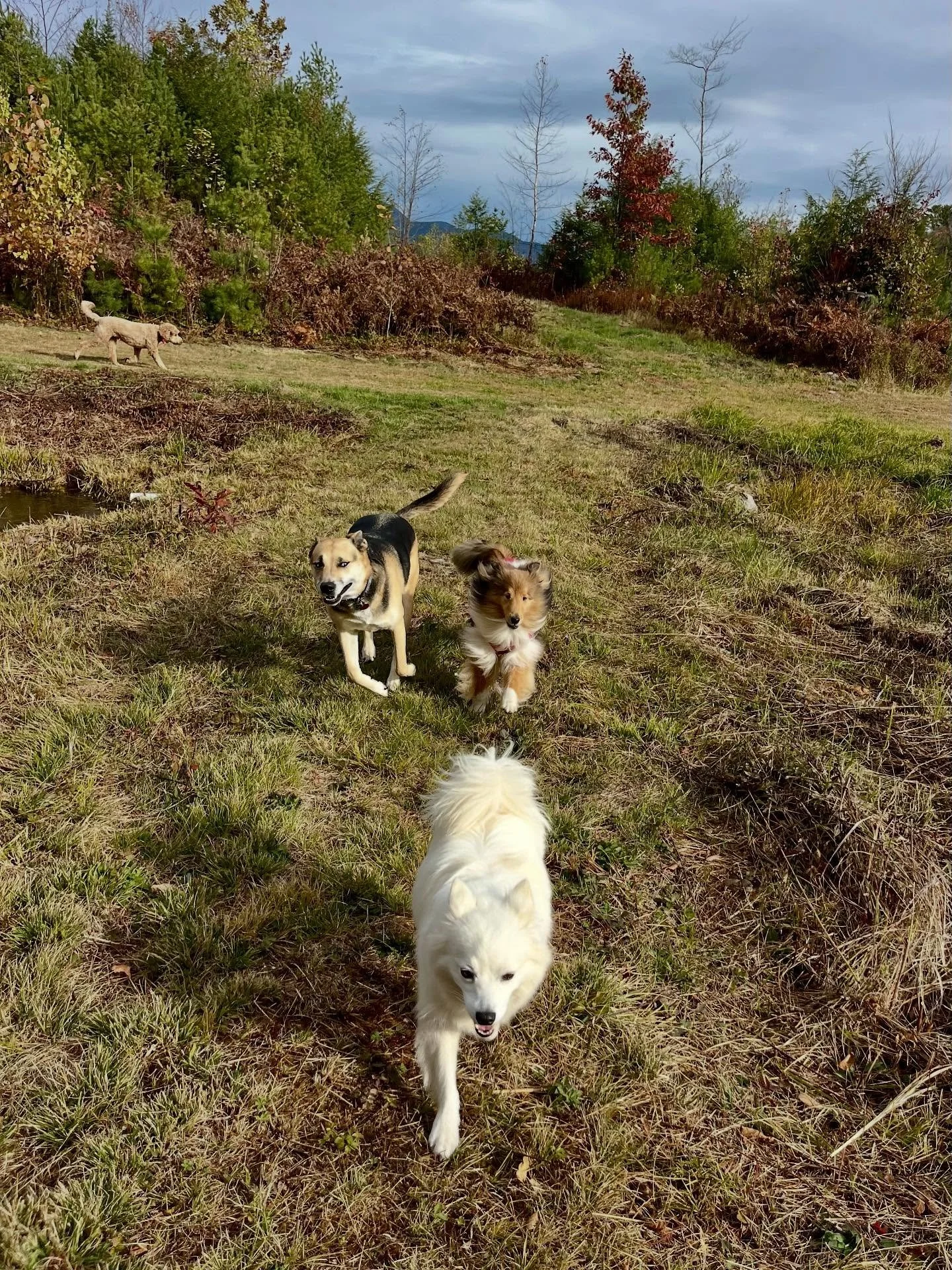 Happy Monday from these wild pups!